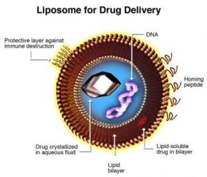 Liposomes for drug delivery Scientific Content Writing My Words Work For You
