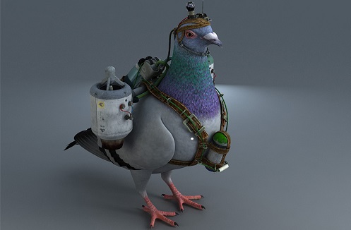 Turbo pigeon delivery Content Marketing for small businesses My Words Work For You