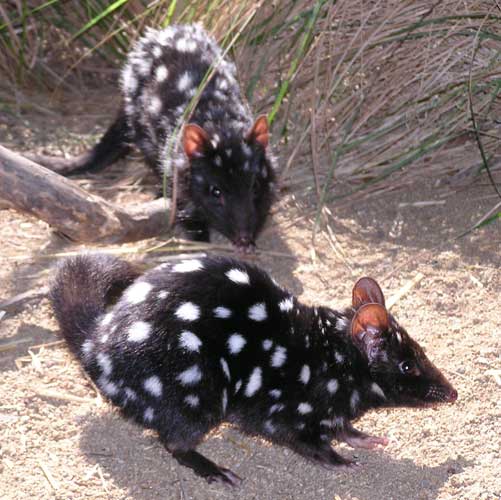 Quoll carniverous marsupial Small Business marketing Support My Words Work For You