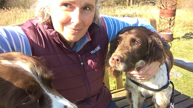 Springer Spaniel Walk Freelance content writer for small business My Words Work For You