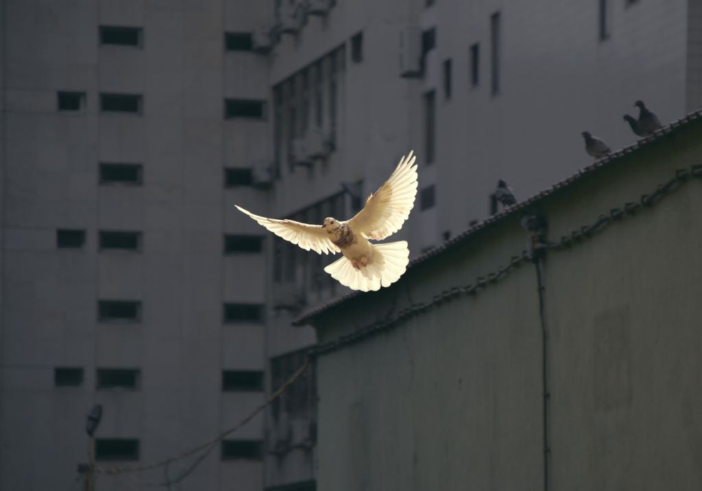 Dove in flight in Lisbon, Portugal