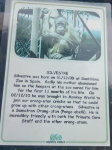 Silvestre orphaned orangutan from Monkey World